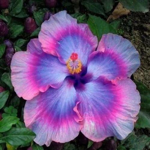 20 Pink Blue Hibiscus Seeds Bloom Tropical Perennial Flower Seed - $21.26