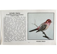 House Finch Bird Print 1931 Blue Book Birds Of America Antique Art PCBG13B - €17,49 EUR