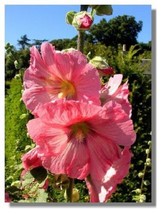 Rose 11 Ft Tall 30 Giant Danish Hollyhock Flower Seeds From US  - $8.35