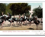 Ostriches Fighting Cawston Ostrich Farm Pasadena California UNP UDB Post... - $2.92