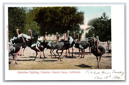 Ostriches Fighting Cawston Ostrich Farm Pasadena California UNP UDB Postcard M17 - £2.29 GBP