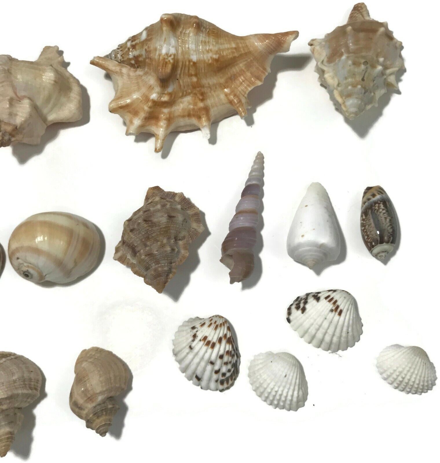 Vtg SEASHELL Lot of 22 COLLECTION Conch Snail WHELK AQUARIUM SEA SHELL ...
