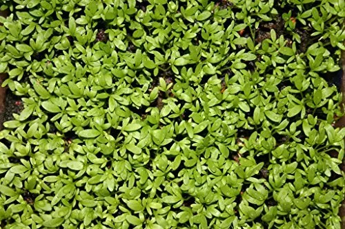 Fresh Seeds Cress Curled Great Sprouting Herb 1 Oz Seeds - £15.65 GBP