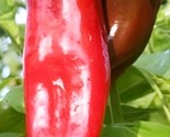 25 Big Jim Hot Pepper Seeds  Numex Pepper Vegetable Culinary Salsa Fast ... - £7.22 GBP