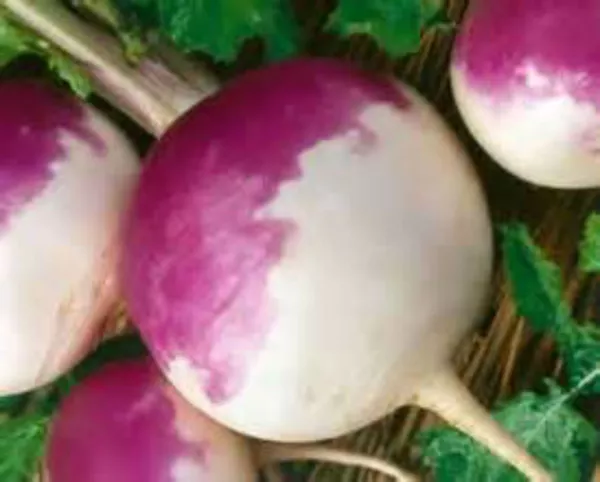 USA Seller FreshPurple Top Turnip 50 Days Till Harvest - £10.16 GBP