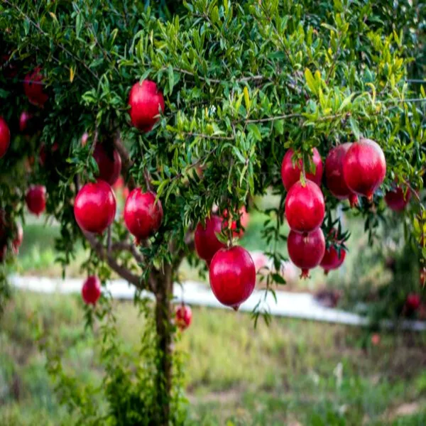 20 Dwarf Pomegranate Tree Seeds (Punica Granatum) Nana Fruit House Plant Fresh G - £15.15 GBP