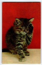 Calico Fluffy Kitten Cat Postcard Chrome Unposted Vintage Tichnor Bros Cute - $9.28