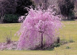 Weeping Purple Cherry Tree 5 Seeds Flowering Japanese Flower Ornamental - £5.39 GBP