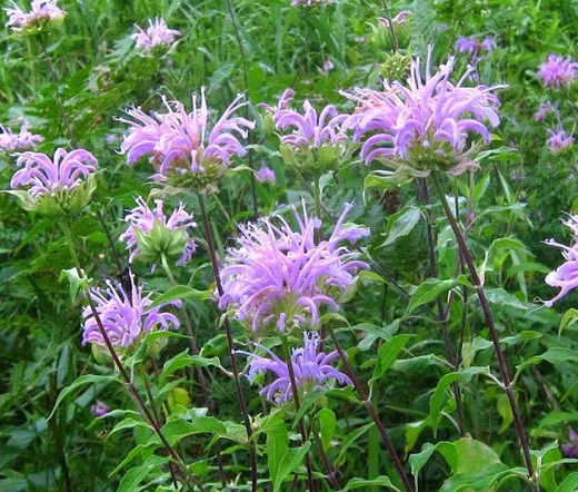 Bergamot Wild Bee Balm Monarda Fistulosa 50000 Bulk Seeds Fresh Seeds - £119.27 GBP