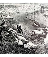 Brown Pelicans Nesting On Shore With Chicks 1936 Bird Print Nature DWU13 - $379.94 MXN
