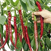 New Seeds 100 Long Cayenne Pepper seeds #74 USA Seller - $6.70