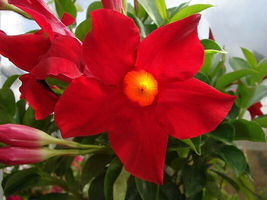 50 Platycodon Ruby Red Balloon Flowers Seeds Perennial Flower Garden - £10.89 GBP