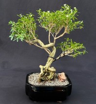 Chinese Flowering White Serissa  Bonsai Tree of a Thousand Stars  Exposed Roots  - £171.86 GBP