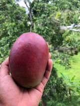 Grafted Mango Haden (mangifera) Tropical Fruit Tree 3’-4’ feet - £107.11 GBP