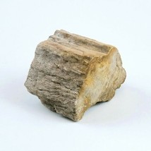 Petrified Wood South Dakota 13 oz 1.75" x  2.25" x 3” Wooden Rock Stone Fossil image 2