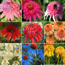 Fresh Seeds Echinacea Mixed 9 Colors Big Blooms Flower Seeds - £10.89 GBP