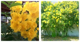 Yellow Bells Esperanza Tecoma Stans Starter Plant Garden - £35.37 GBP