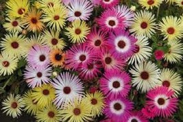 50 Livingstone Daisy Ice Plant Perennial Sparkles Flower Seed Mix - £13.49 GBP