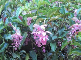 Chandalier Plant ** Medinilla Cummingii~Live Plant~Pendulous Pink Blooms - £28.76 GBP