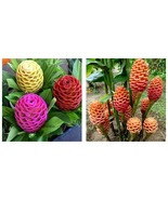 50 Seeds Multi-Color Beehive Ginger Flowers  - $34.98