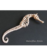 Seahorse Skeleton Replica – Ocean Marine Decor – Curiosity Shadowbox Dis... - $128.99