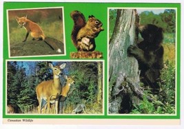 Ontario Postcard Canadian Woods Wildlife Bear Fox Deer Squirrel - $2.96