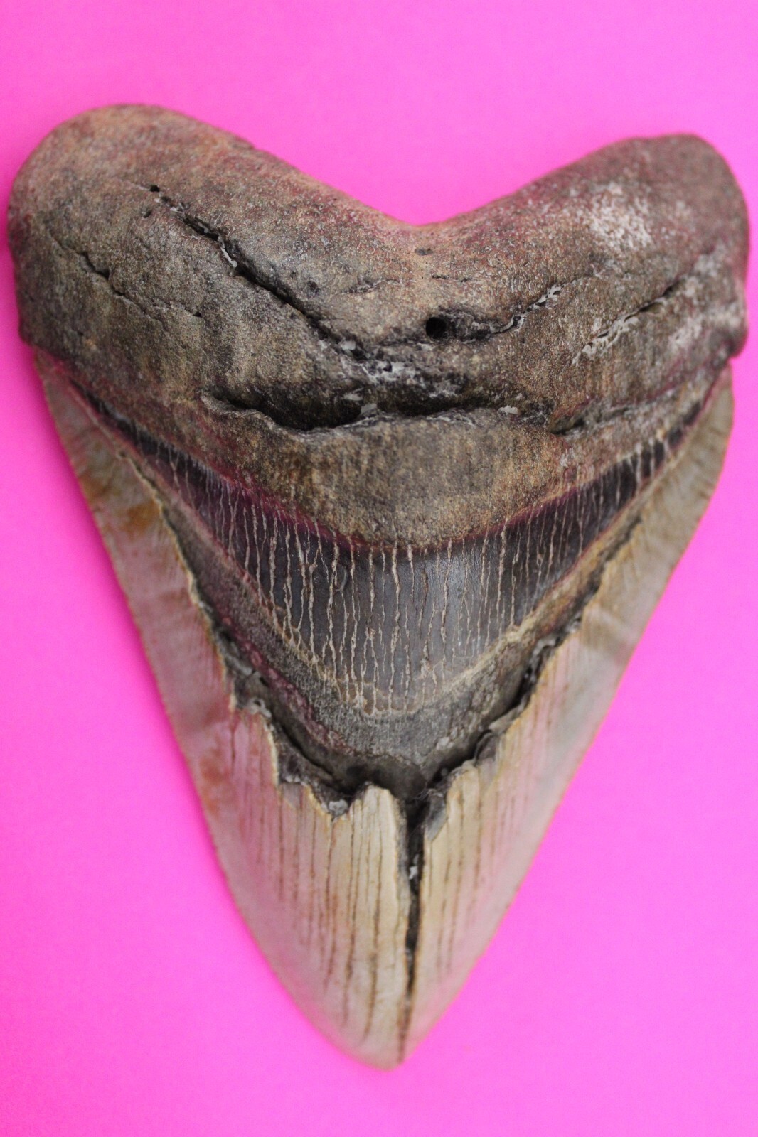 Authentic Megadolon Shark Tooth 4.56 Inches 188 Grams Fossil Dino Girl C... - $130.14