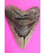 Authentic Megadolon Shark Tooth 4.56 Inches 188 Grams Fossil Dino Girl C... - $178.48 CAD