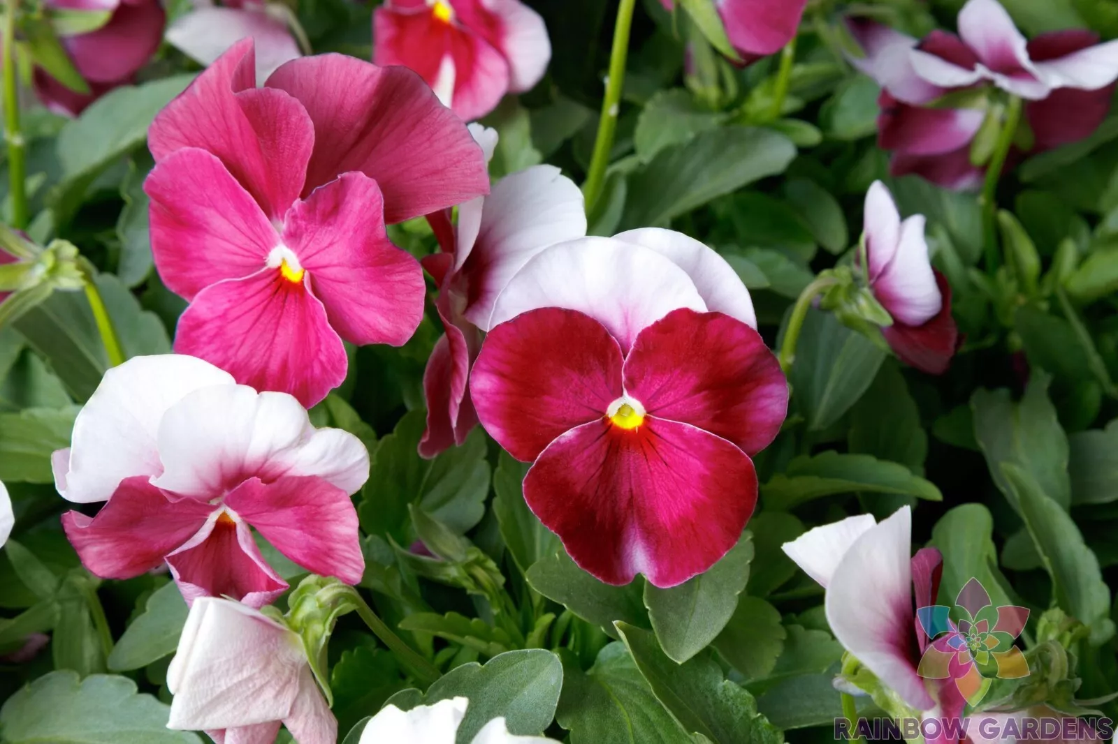 200 Premier Beacon Rose Pansy Viola Seeds Gardening USA SHIPPING - $12.96