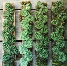 Wholesale 3 Plants Scindapsus Snake Scale - Aroid Variegated Houseplants - $108.00