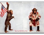Chimpanzee Baldy American Flag New York City Zoological Park UNP DB Post... - $6.88