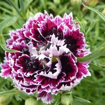 Velvet And Lace Dianthus Seeds Sweet William Dianthus Chinensis USA SELLER - £8.66 GBP