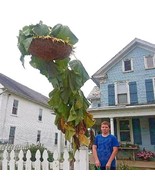 Godzilla Sunflower Seeds. Massive Heads. Giant Sunflower Seed Giant big ... - $10.45