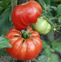 50 Seeds of Tomato MORTGAGE LIFTER Large Beefsteak Indeterminate Heirloom NonGMO - £9.42 GBP