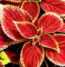 100 Seeds Chinese Natural Organic Red Coleus Bonsai Blumei Planting Rain... - $10.87