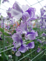 50 Pcs Night Sky Sweet Pea Seeds for Garden Planting - £8.72 GBP