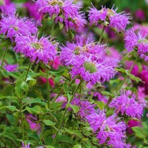 Bee Balm Seeds Wild Bergamot 100 Perennial Garden Seeds - $12.75