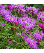 Bee Balm Seeds Wild Bergamot 100 Perennial Garden Seeds - $17.89 CAD