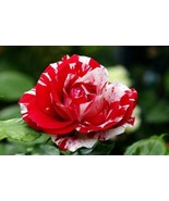 Meteo shower roses seeds -20 seeds- code 168 - $8.43 CAD
