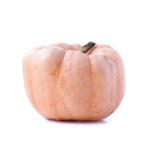 25 Porcelain Doll Pumpkin high germination Seed - £6.51 GBP