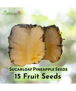 15 Sugarloaf Pineapple Seeds – Sweet Tropical Fruit - $16.27 CAD