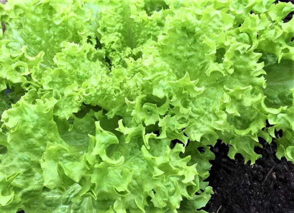 Endive Green Curled Ruffec Seeds 500+ Seeds Non Gmo Fresh Garden - £3.11 GBP