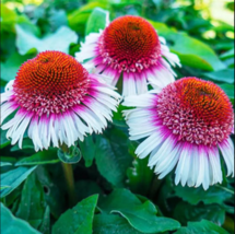 50 Strawberry &amp; Cream Coneflower Seeds Echinacea Flower Perennial Flowers - $13.98