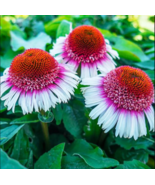 50 Strawberry &amp; Cream Coneflower Seeds Echinacea Flower Perennial Flowers - $13.98