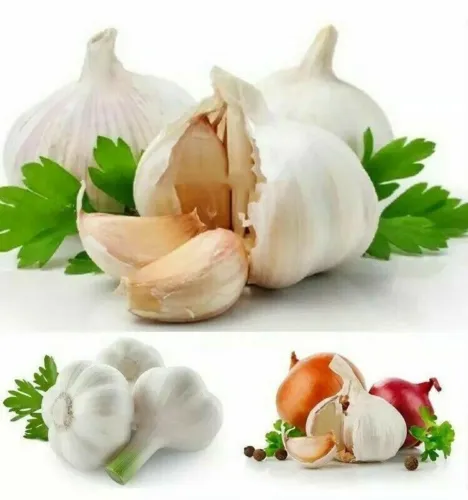 Giant Garlic Seeds Heirloom Organic Bulb Seed Vegetable 20 Seeds Garden - £8.77 GBP