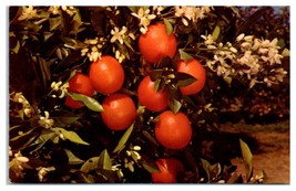 Florida Oranges and Blossoms Unused Postcard - £11.09 GBP