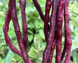 Vigna Unguiculata Purple Mart Asian Yard Long Bean 20 5 seeds Fresh Gard... - $17.96