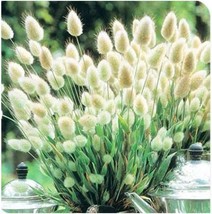 20 pcs Bunny Tails Lagurus Ovatus Seeds Spring Ornamental Grasses FRESH SEEDS - £5.96 GBP