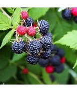 Organic Black Raspberry (Rubus occidentalis) Starter Plant  - €12,95 EUR