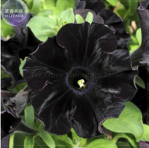 SEED Super Black Cat Petunia  - $3.99